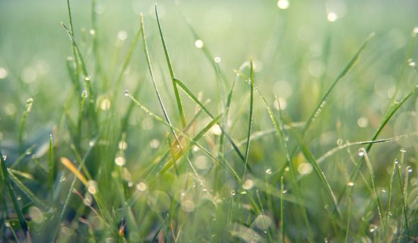 Nasses Gras mit dicken Wassertropfen in Nahaufnahme