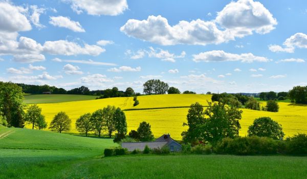 Landschaft mit grünen Wiesen, gelben Rapsfeldern und verschiedenen Bäumen. Mitten drin ein kleines Haus bei blauem Himmel mit Schäfchenwolken.
